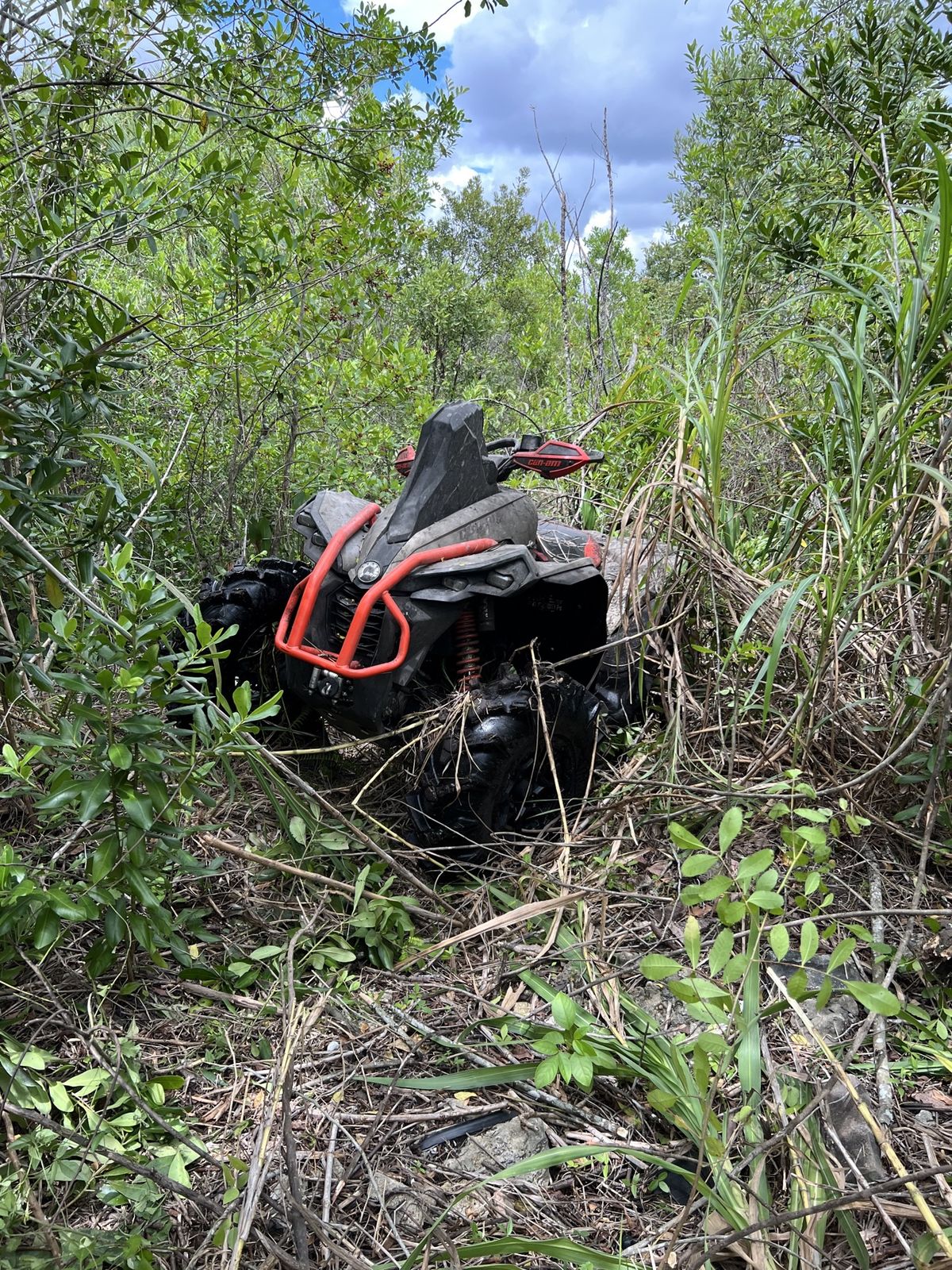 ATV parked in dense woods